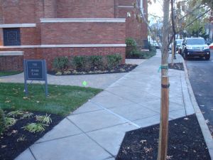New trees on Paul Robeson Place, with fresh mulch and covered in tree wrap. (click to expand.)
